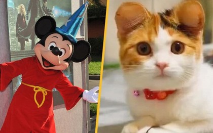 "Trend" phẫu thuật tai Mickey cho chó mèo giá 1 tỷ đồng bị chỉ trích là tàn nhẫn