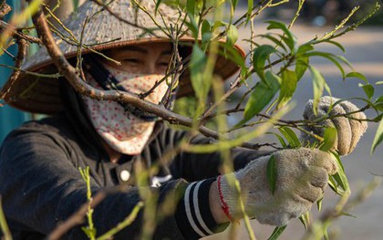 Làng đào Nhật Tân vào mùa tuốt lá, chuẩn bị đón Tết Nguyên đán 2024