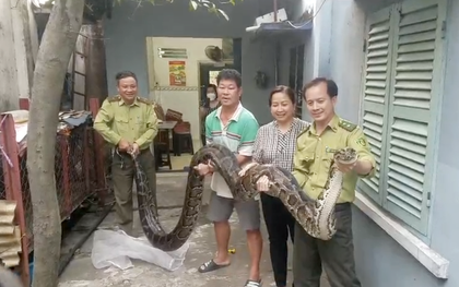 Người dân ở TP.HCM giao nộp con trăn nuôi 23 năm cho kiểm lâm
