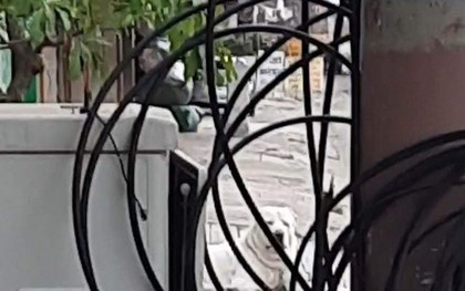 Nha Trang tiêu hủy con chó dữ cắn du khách nước ngoài nhập viện