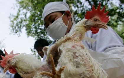 Mức độ nguy hiểm và cách phòng tránh cúm gia cầm H5N1 ai cũng cần nắm rõ