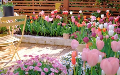 Khu vườn sở hữu đến 200 cây hoa tulip của cô gái trẻ