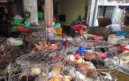 Vô tư mua bán gia cầm "3 không" bất chấp dịch H5N1 đe dọa
