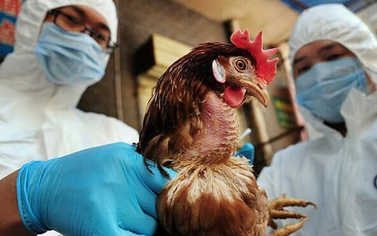 Tỷ lệ tử vong do virus H5N1 lên tới 60%