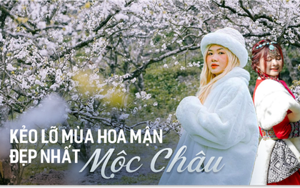 Đến Mộc Châu ngay để đón mùa hoa mận trắng đang nở rộ như tuyết đầu xuân