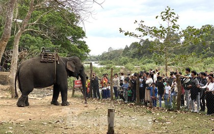 Trung tâm du lịch ở Đắk Lắk dừng khai thác dịch vụ cưỡi voi