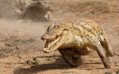 Tại sao lại có 12.000 con cá sấu sông Nile sinh sống trong hồ giữa sa mạc?