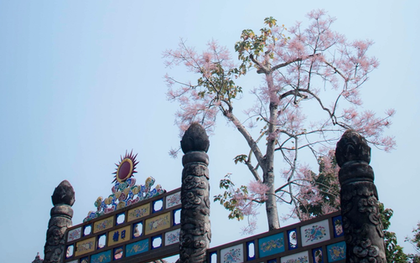 Ghé Huế dịp này để ngắm "vương giả chi hoa", loài hoa Đế Vương được khảm trên Nhân đỉnh trong Đại Nội