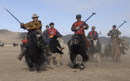 Vì sao bò Tây Tạng lại được coi là "báu vật" của vùng cao nguyên?