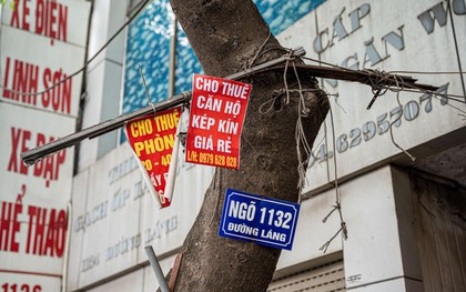Đinh nhọn, dây đèn, biển quảng cáo "bức tử" cây xanh Hà Nội