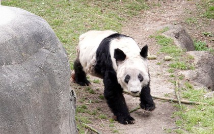 Gấu trúc Ya Ya trở về Trung Quốc từ sở thú ở Mỹ trong tình trạng "gầy ốm", hành trang là xác người bạn gấu trúc Le Le đã mất