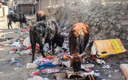 Ấn Độ khổ sở vì 5 triệu con bò vô chủ: Dân chúng bất lực