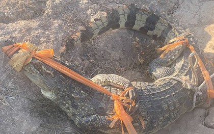 Bắt cá sấu dài 1,6m "đi lạc" vào nhà dân
