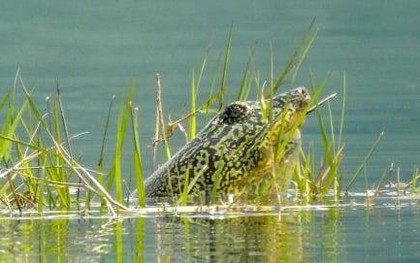 Xác rùa Hoàn Kiếm ở hồ Đồng Mô sẽ được bảo quản thế nào?