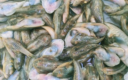 Cá trên sông ở Quảng Nam tiếp tục chết trắng, nghi bị đầu độc