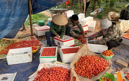 Hà Nội: Nhót đỏ chín mọng, người dân tất bật thu hoạch