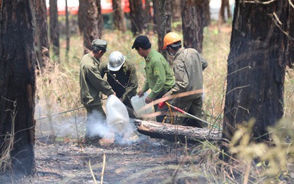 Điều tra nguyên nhân vụ cháy rừng thông trên đèo Prenn