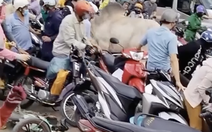 CLIP: Kinh hoàng con bò đốn hạ nhiều người và xe máy ở Đồng Nai