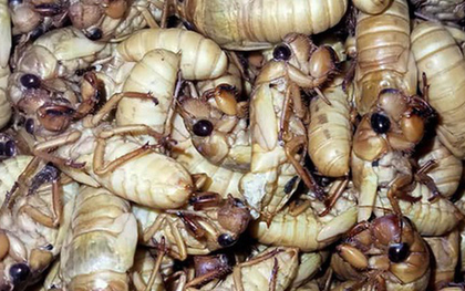 Dị ứng nhập viện sau khi ăn ve sầu