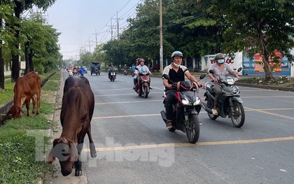 Trâu bò "ung dung" giữa đường gây bất an: "Mấy con bò này hiền lắm"