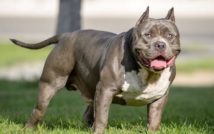 Những cái chết thương tâm vì bị chó Pitbull tấn công