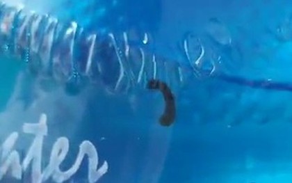 Vụ con đỉa trong bình nước: Mức phạt khó tin vì... tiêu hủy chứng cứ