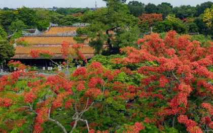 Đẹp nao lòng hoa phượng vĩ trong Hoàng cung Huế