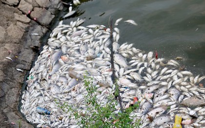 Cá chết nổi dày đặc tại hồ điều hòa Công viên Trung tâm TP Hà Tĩnh