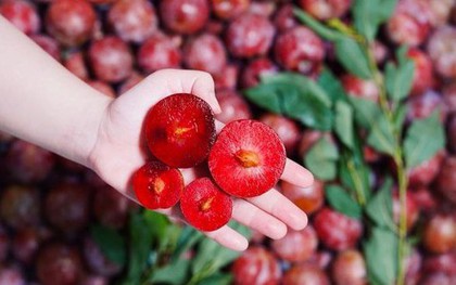 Mùa hè ăn mận đừng quên 5 điều, đảm bảo da đẹp, không sợ nóng lại khỏe xương