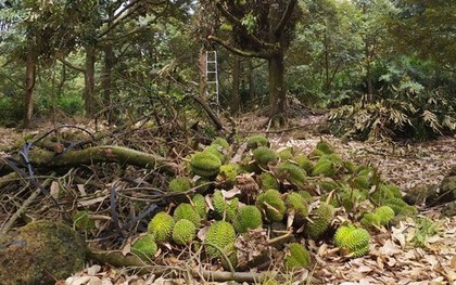 Gió lốc "thổi bay" 1.000 tấn sầu riêng