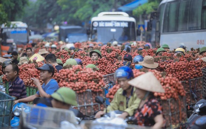 Chùm ảnh: Người dân Bắc Giang trắng đêm soi đèn thu hoạch vải thiều, nô nức chở đi bán từ tờ mờ sáng