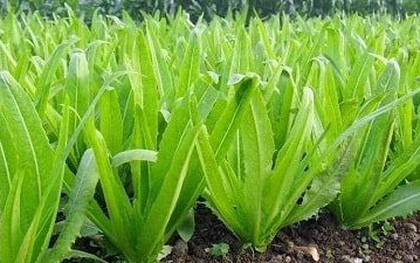 Bất ngờ với tác dụng của loại rau giàu canxi gấp 36 lần canh xương hầm, ăn sống hay chín đều tốt