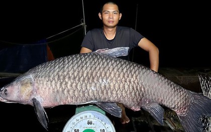 "Cần thủ" câu được cá trắm đen khủng hơn 40kg