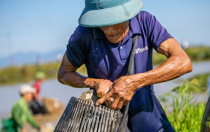 Hàng chục "Cây Nơm nhân dân" xuống bàu Rồng để bắt cá vào Tết Đoan Ngọ