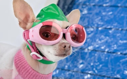 Trường dạy bơi cho chó giá 300 USD một buổi có gì đặc biệt?
