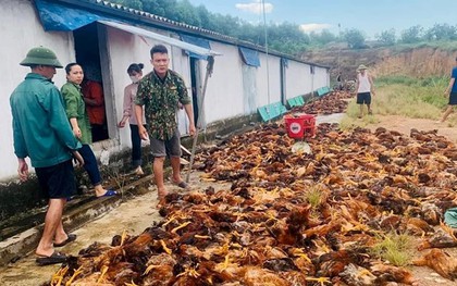 Người dân chung tay "giải cứu" 8.000 con gà chết ngạt