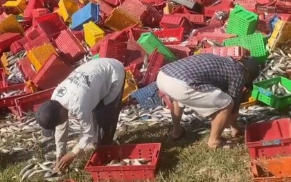 Xe chở cá bị lật, người dân lội bùn thu gom giúp tài xế
