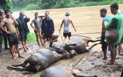 Sơn La: Mưa lũ cuốn trôi trâu, nhiều nơi ngập lụt