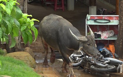 Bình Phước: "Trâu điên" húc 5 người đi đường bị thương, phá hỏng nhiều tài sản