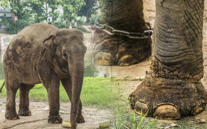 Xót xa cảnh 2 con voi ở Công viên Thủ Lệ bị sợi xích khóa chân, in hằn lên da thịt