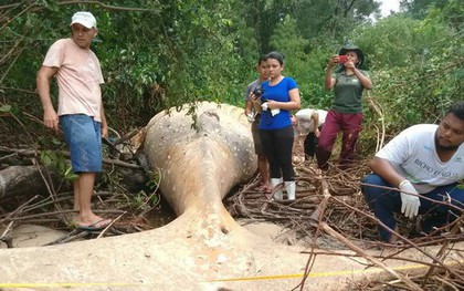 Bí ẩn về thi thể cá voi nằm giữa rừng Amazon khiến các nhà khoa học phải đi tìm câu trả lời