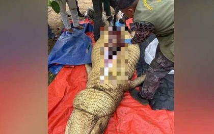 Mổ bụng cá sấu 800 kg ở Malaysia, phát hiện người xấu số
