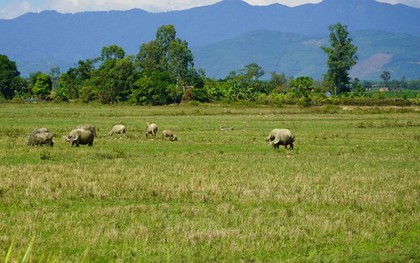 Hơn 6.000 ha đất ruộng bị bỏ hoang vì nông dân sợ... chuột