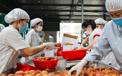 Gần 20 tấn vải tươi Việt Nam bán tại Hoa Kỳ, giá 200.000 đồng/kg