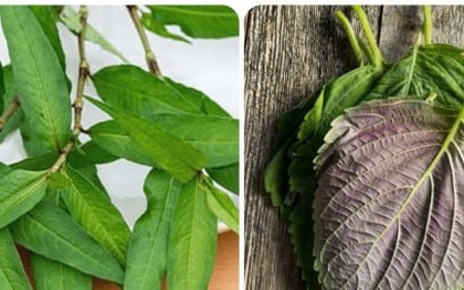 5 loại rau thơm giúp sống khỏe mọc đầy ở vườn nhà