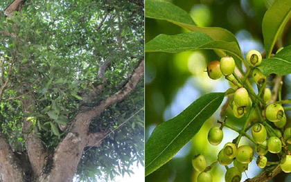 Có nên trồng cây vối trước cửa nhà?