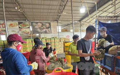 Cơn sốt sầu riêng: Nhiều người lỗ tiền tỷ, nhà cửa "bay" trong nốt nhạc