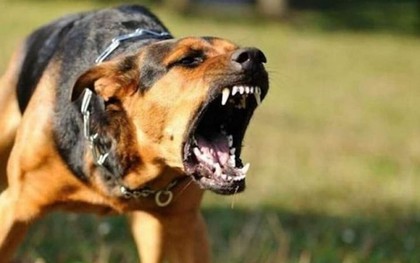 Người phụ nữ bị chó nhà cắn đứt lìa bàn chân