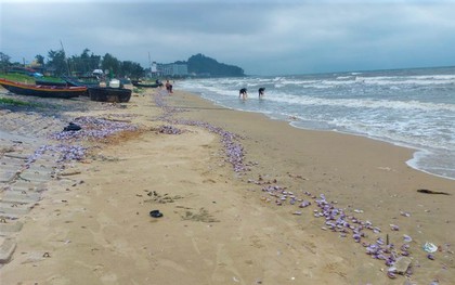 Hàng tấn sò tím dạt vào bờ biển Hà Tĩnh, người dân đổ xô nhặt "lộc trời"