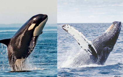 Thói quen lạ lùng của loài cá voi lưng gù: Thích "làm anh hùng" cứu sống con mồi trong cuộc đi săn của cá voi sát thủ